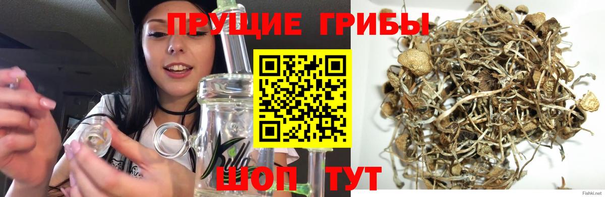 Галлюциногенные грибы GOLDEN TEACHER Луга